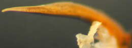 Image of Ectmesopus crassicornis