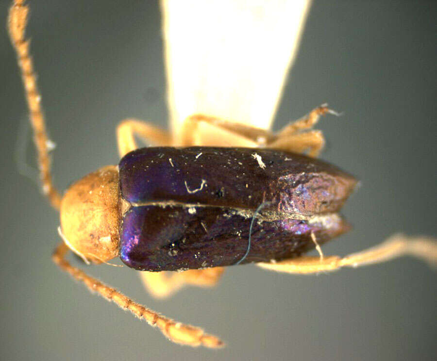 Image of Ectmesopus pallidus