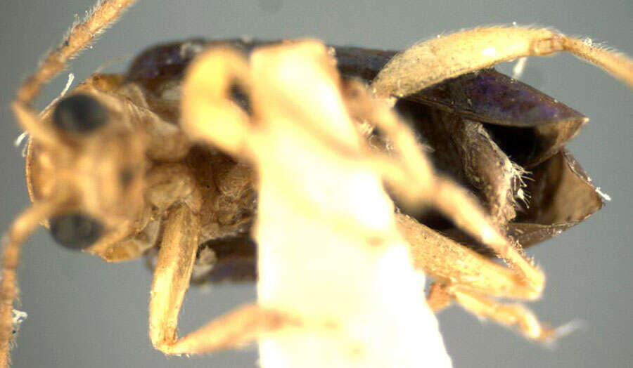 Image of Ectmesopus pallidus