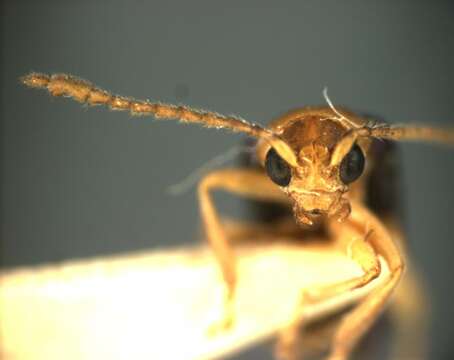 Image of Ectmesopus pallidus