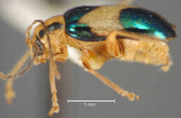 Image of Ectmesopus zonatus