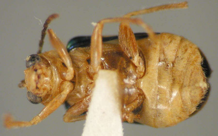 Image of Ectmesopus zonatus