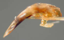 Image of Ectmesopus darlingtoni