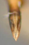 Image of Ectmesopus darlingtoni