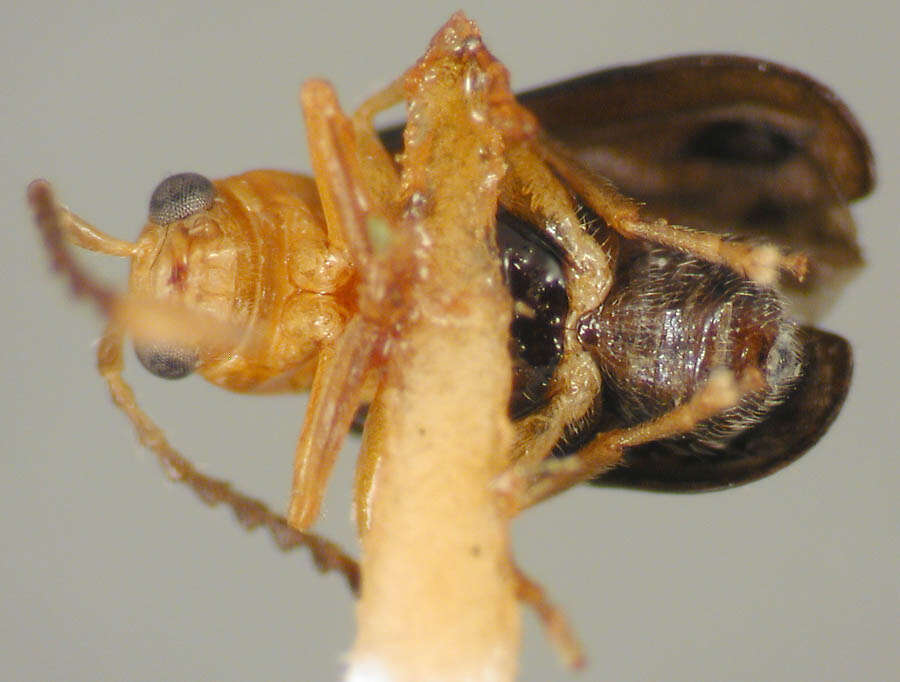 Image of Ectmesopus darlingtoni