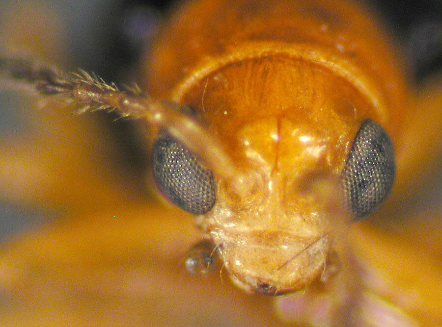 Image of Ectmesopus darlingtoni