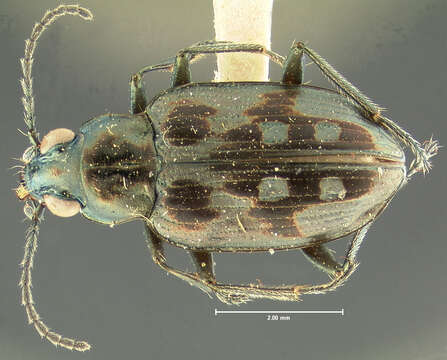 Image of Bembidion (Bracteon) zephyrum Fall 1910