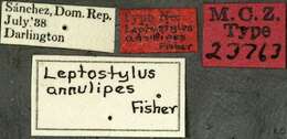 Image of Leptostylopsis annulipes (Fisher 1942)