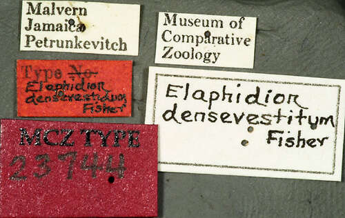 Image of Elaphidion densevestitum Fisher 1942
