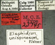 Image of Elaphidion unispinosum Fisher 1942
