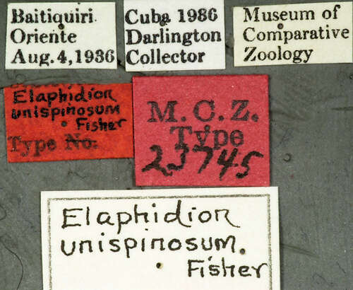 Image of Elaphidion unispinosum Fisher 1942