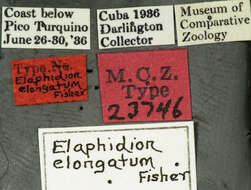 Image of Elaphidion elongatum Fisher 1942