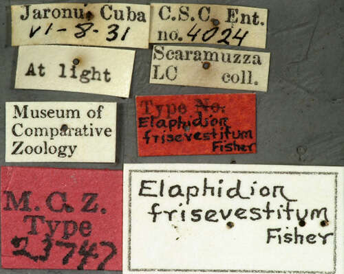 Image of Elaphidion frisevestitum Fisher 1942