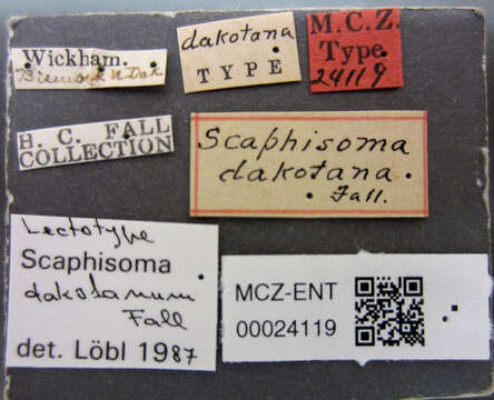 Image of Scaphisoma dakotanum Fall 1910