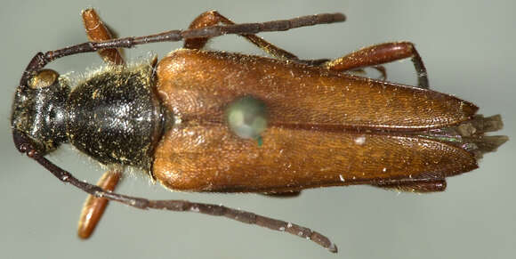 Leptura kerniana Fall 1907 resmi