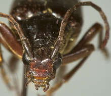 Image of Leptura anthracina Le Conte 1875