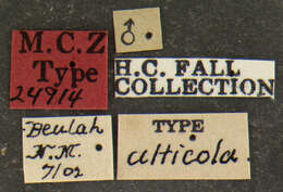 Image of Pachybrachis alticola Fall 1915