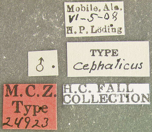 Plancia ëd Pachybrachis cephalicus Fall 1915