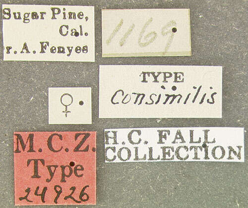 Image of Pachybrachis consimilis Fall 1915