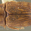 Image of Pachybrachis alacris Fall 1915