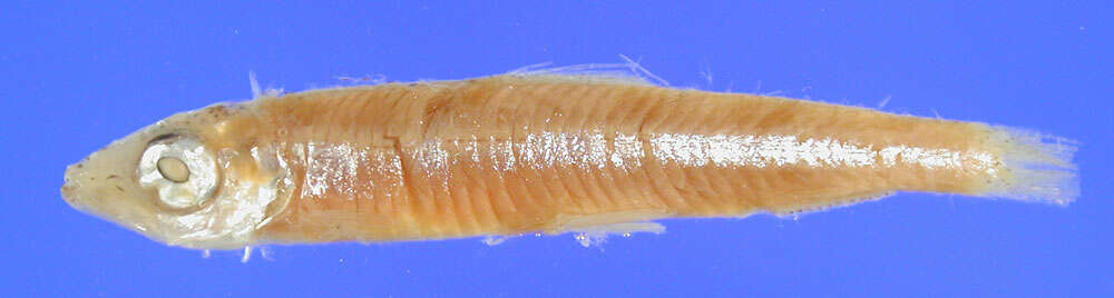 Image of Dwarf herring