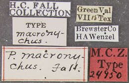 Image of Pachybrachis macronychus Fall 1915