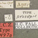 Image of Pachybrachis prosopis Fall 1915