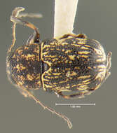 Image of Pachybrachis relictus Fall 1915