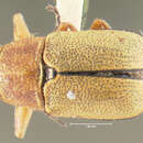 Image of Pachybrachis sublimatus Fall 1915