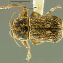 Image of Pachybrachis uncinatus Fall 1915