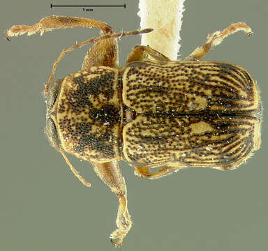 Image of Pachybrachis uncinatus Fall 1915