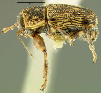 Image of Pachybrachis uncinatus Fall 1915