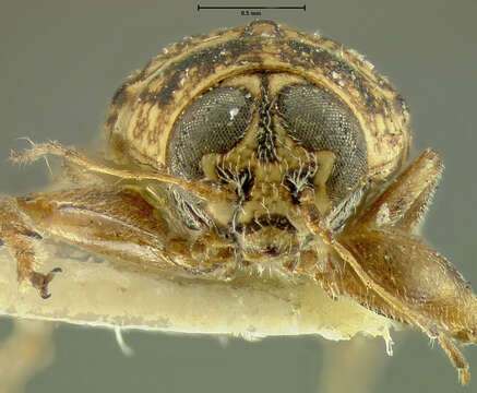 Image of Pachybrachis uncinatus Fall 1915