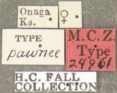Image of Pachybrachis pawnee Fall 1915