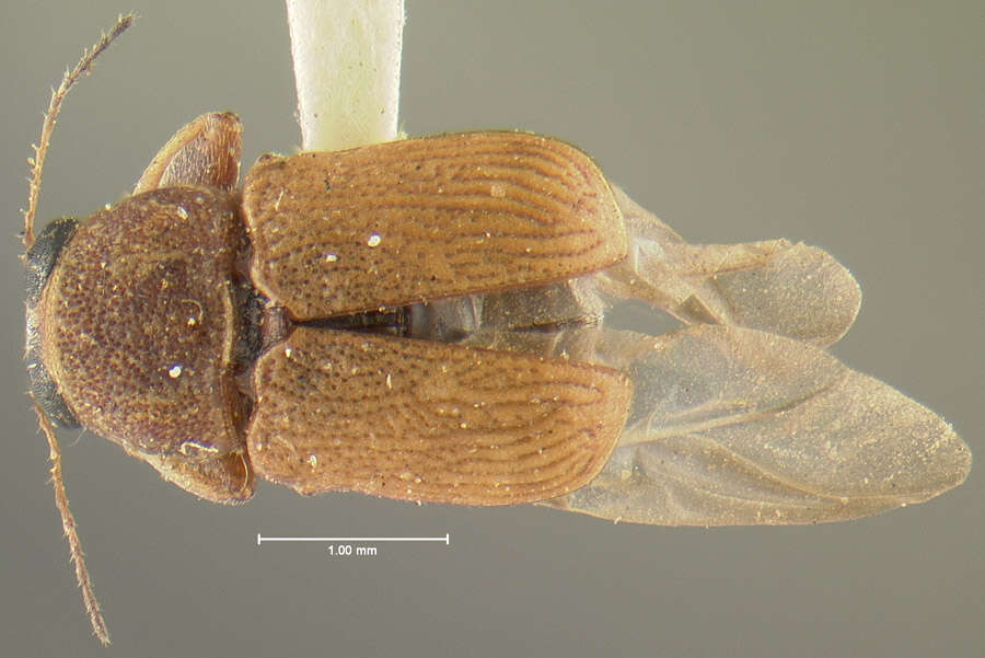 Image of Pachybrachis placidus Fall 1915