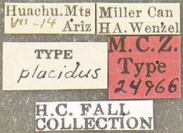 Image of Pachybrachis placidus Fall 1915