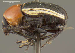 Cryptocephalus pallidicinctus Fall 1932 resmi