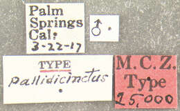 Cryptocephalus pallidicinctus Fall 1932 resmi