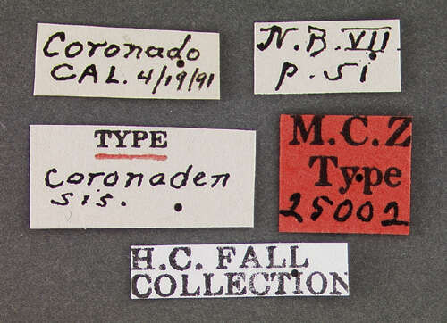 Image of Metachroma coronadense Fall 1927