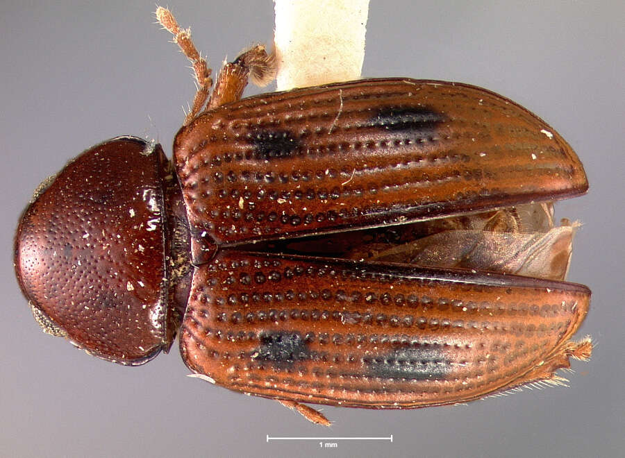 Image of Metachroma longulum Horn 1892