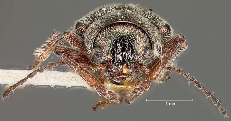 Image de Colaspidea smaragdula (J. L. Le Conte 1857)