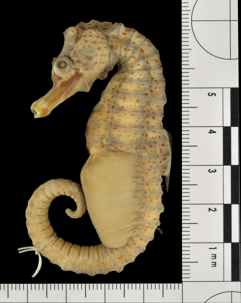 Image of Long-snouted Seahorse