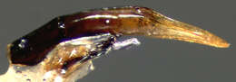 Plancia ëd Synetocephalus curvatus (Fall 1910)
