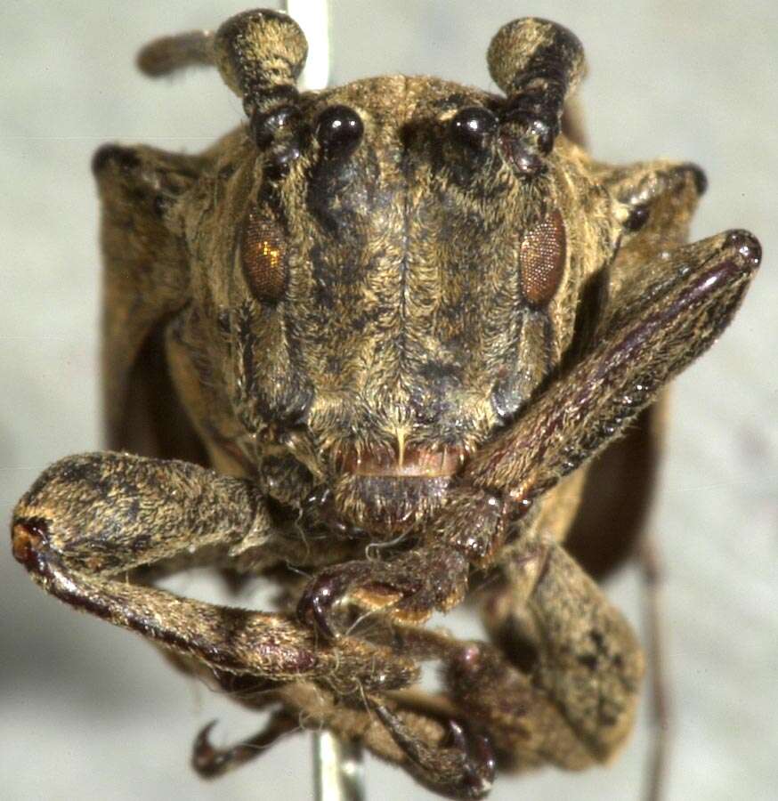 Image of Hesychotypa miniata Thomson 1868