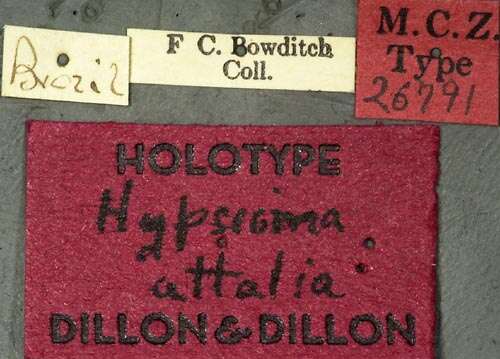 Image of Hypsioma attalia Dillon & Dillon 1945