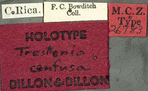 Image of Trestonia confusa Dillon & Dillon 1946