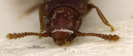 Image of Thoracophorus (Thoracophorus) rufulus Cameron 1929