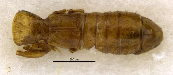 Image of Oryssomma micropterum (Blackwelder 1943)