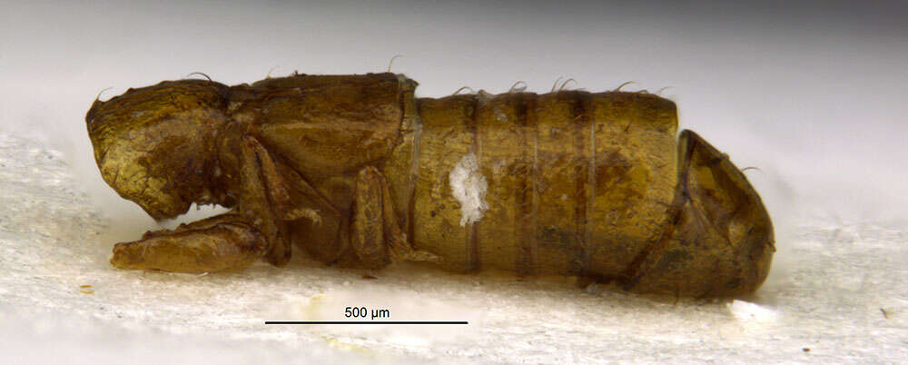 Image of Oryssomma micropterum (Blackwelder 1943)