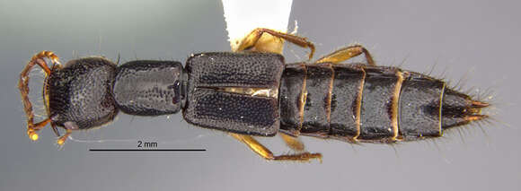 Image of Homaeotarsus solus (Blackwelder 1943)